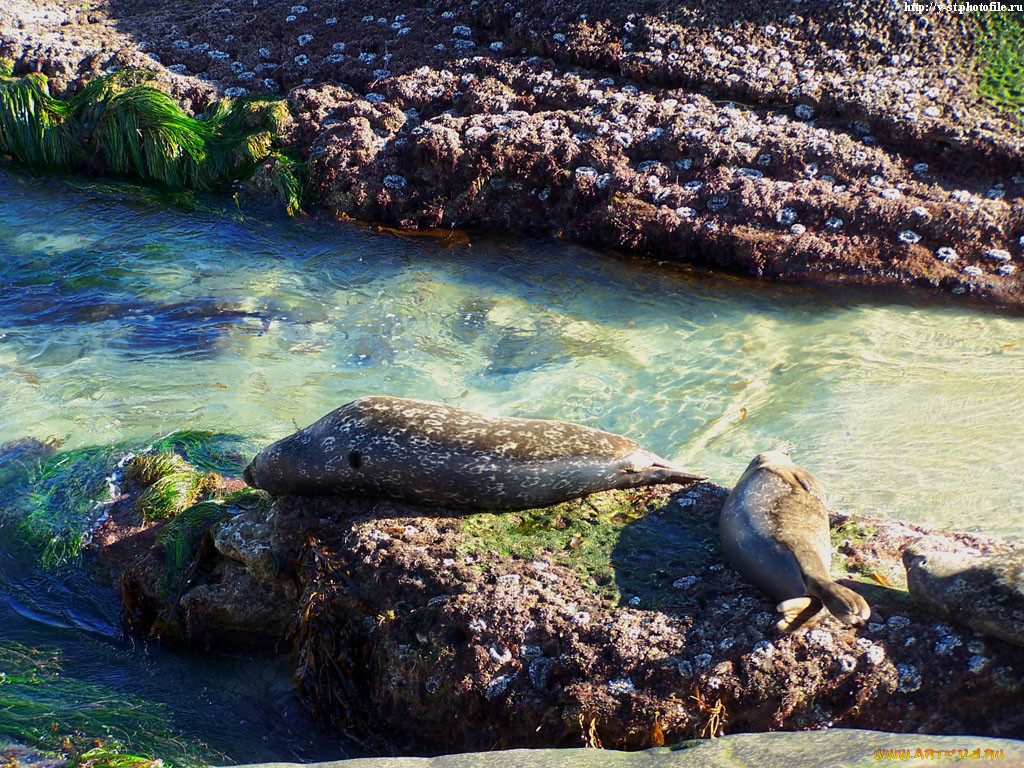 seals, , , , , 